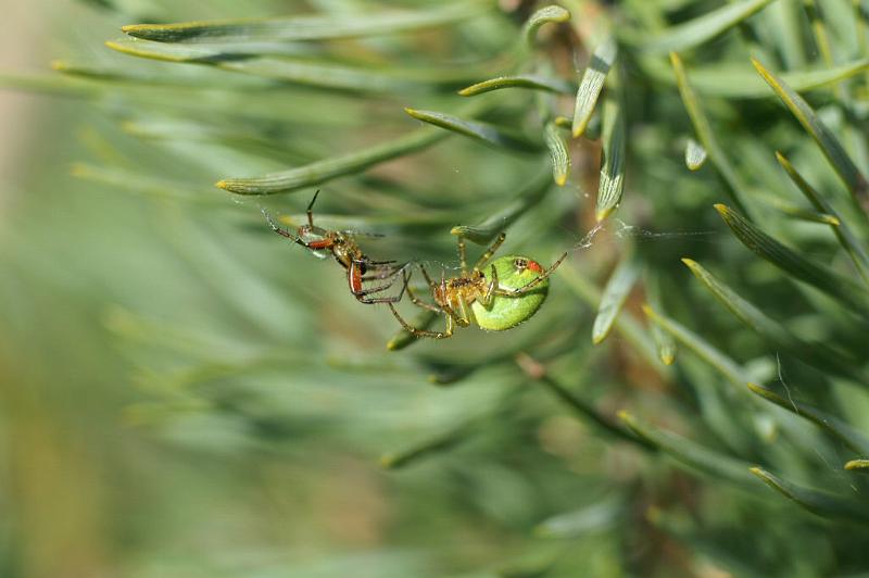 Araniella_cucurbitina_D2983_Z_88_NP De Hoge Veluwe_Nederland.jpg